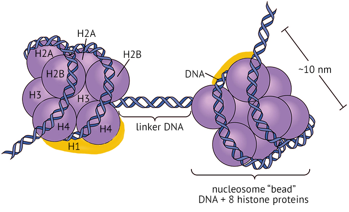 Packaging of DNA into nucleosomes