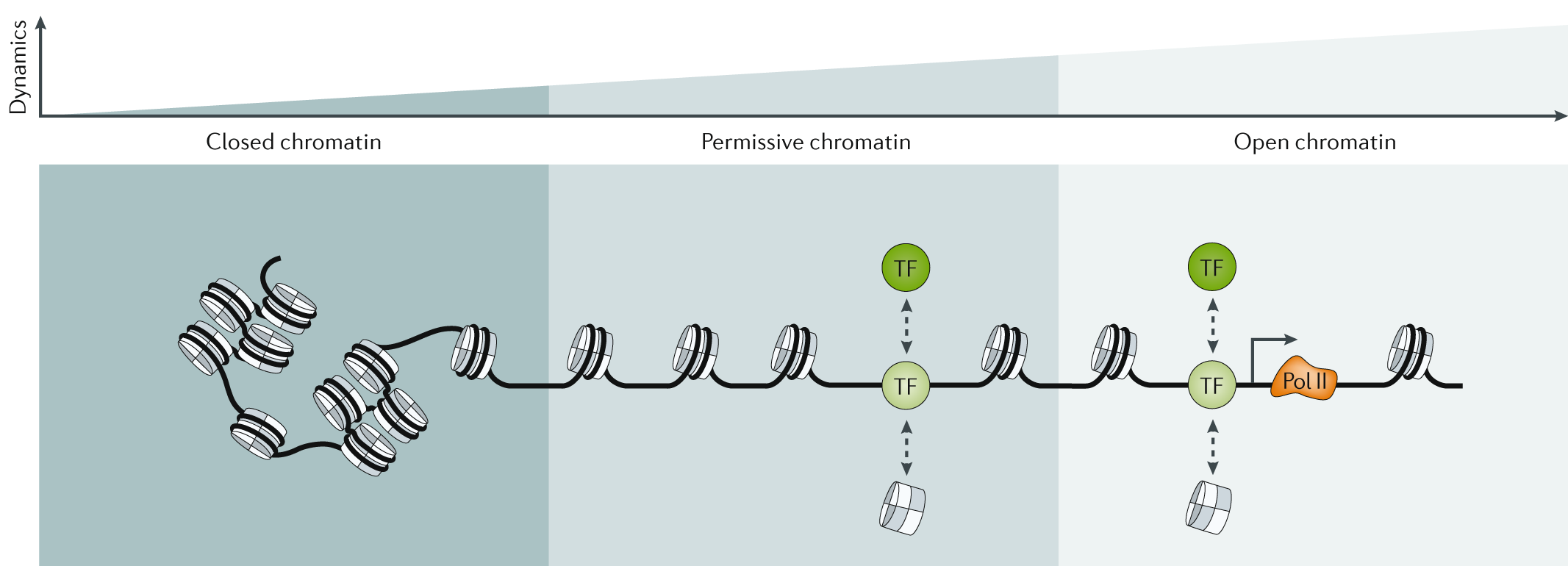 Chromatin accessibility