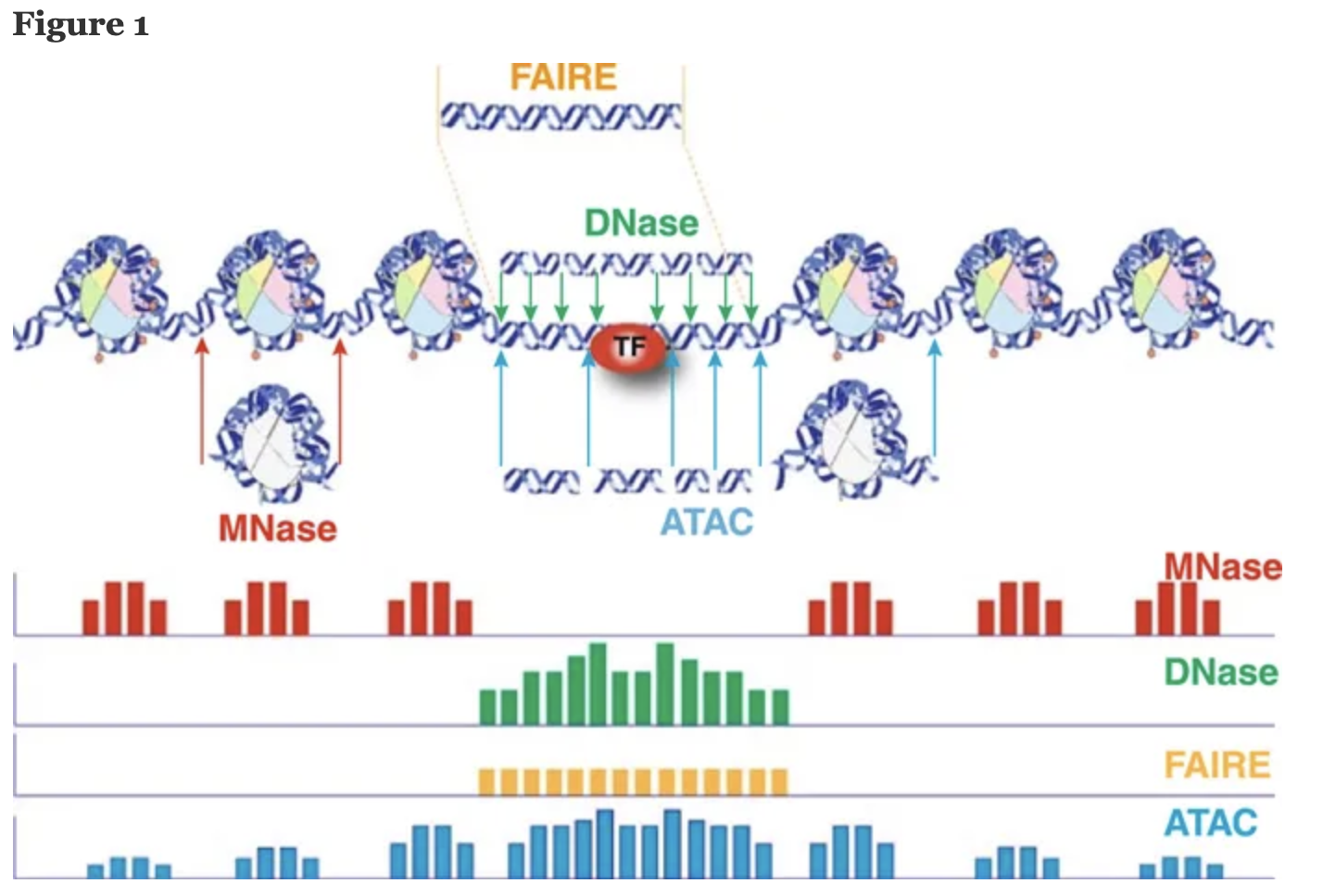 Schematic diagram of current chromatin accessibility assays performed with typical experimental conditions