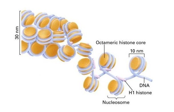 Nucleosomes