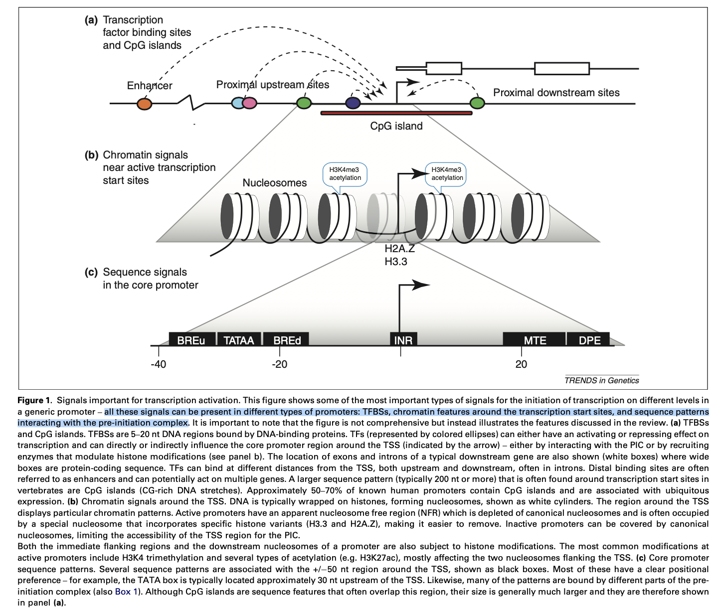 Signals important for transcription activation